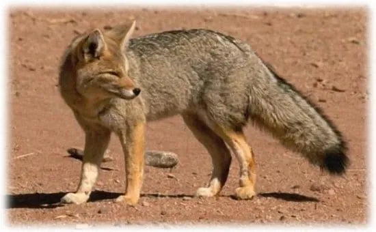 La fauna de los morosos