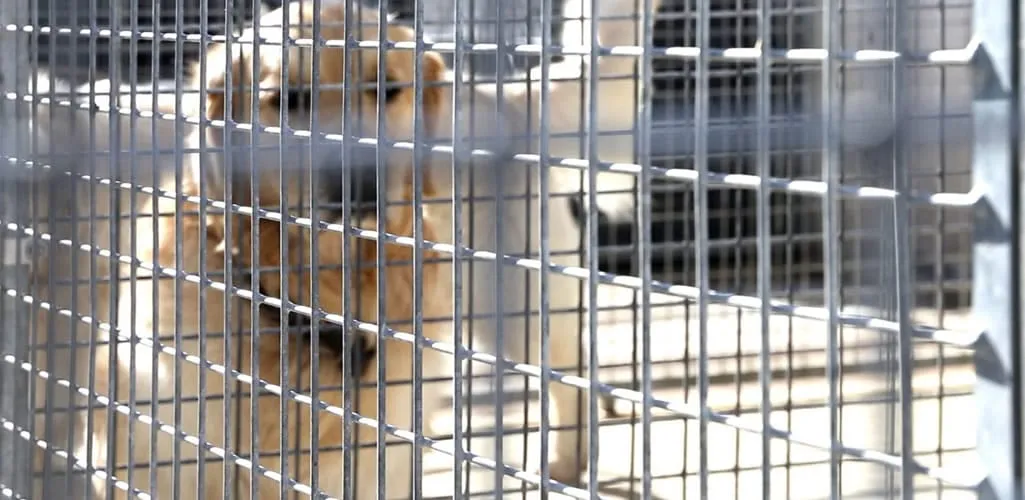 No se podrán hipotecar los animales ni embargar las mascotas